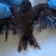 Illustration for article titled Solar Power Company Wants to Make Up For Frying Birds By Neutering Cats